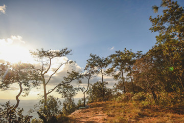 Forest,in the jungle,nature,sky,stone,view,tree,light,Mountain