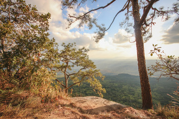 Forest,in the jungle,nature,sky,stone,view,tree,light,Mountain