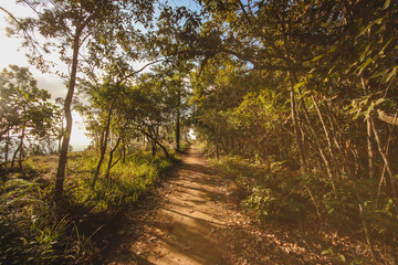 Forest,in the jungle,nature,sky,stone,view,tree,light,Mountain