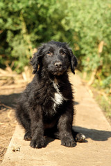 Cute, black with little white, fluffy puppy dog, found abandoned on the street, looking sad and guilty