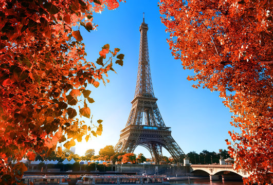 Maple tree in Paris