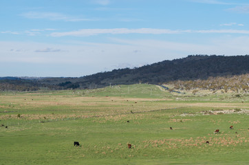 Fototapeta na wymiar Cows grazing in a lush field