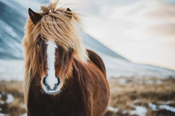 Papier Peint photo Pour elle Portrait de cheval sauvage islandais