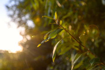 Fresh green branch with leaves in the sun with glare. new life, ecology, nature revival