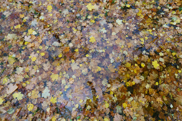 Wet autumn has come