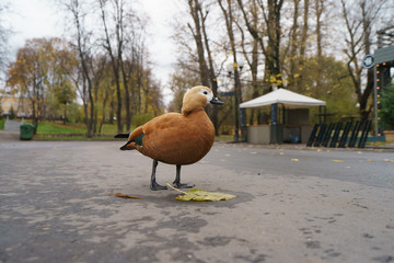 Fototapeta premium Bright brown-orange duck outside