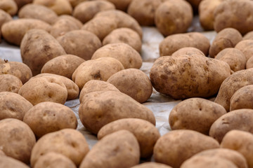 Fototapeta na wymiar tubers of potatoes after harvest on eart