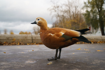 Bright brown-orange duck outside