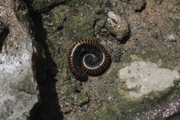Centopeia