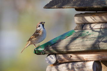 portrait of a sparrow