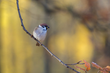 sparrow on a tree branch in autumn
