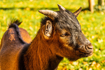 Fototapeta premium Portrait of a head of a brown pygmy goat. Life on the farm. Small brown young goat.