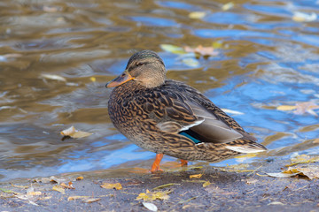 duck in autumn