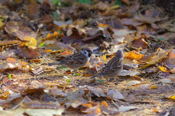 two sparrows in autumn