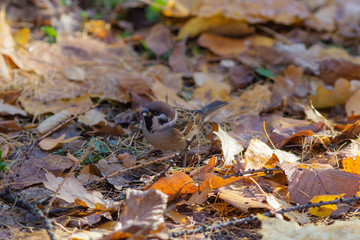 sparrow on fallen autumn leaves