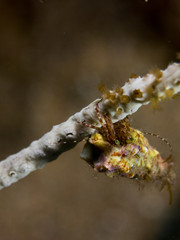 cangrejo marino con macro