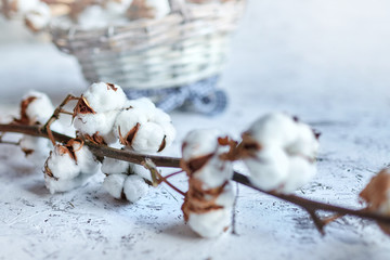 Branch of white pure cotton flowers. Plant lying near a wicker basket on a wooden table. Selective focus. Blurred background