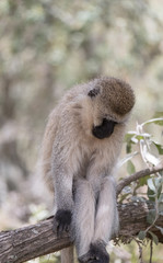 black faced vervet monkey