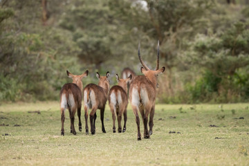 Waterbuck in forests