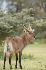 Waterbuck in forests