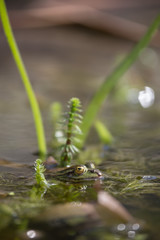 Teichfrosch
