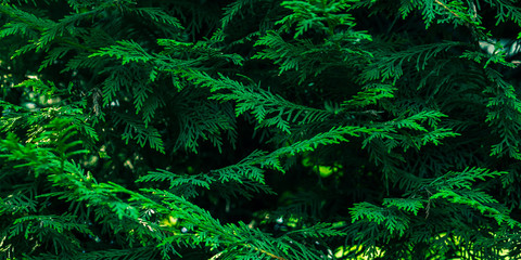 Green fir tree winter christmas background. Branches texture. Forest magic