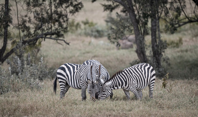 Fototapeta na wymiar zebra playing in bush