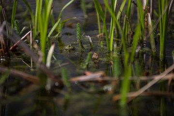 Ein Teichfrosch versteckt sich in Wasserpflanzen