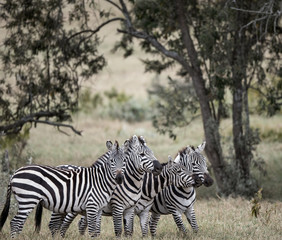 zebra playing in bush