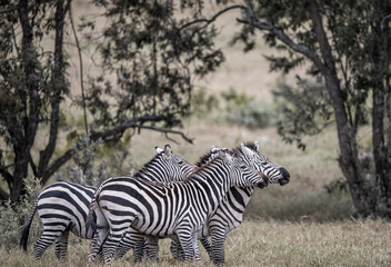 zebra playing in bush