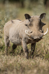 The warthog portrait