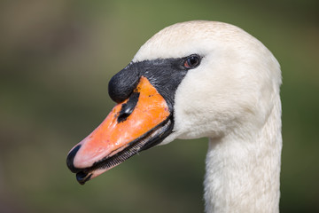 Obraz premium Höckerschwanporträt