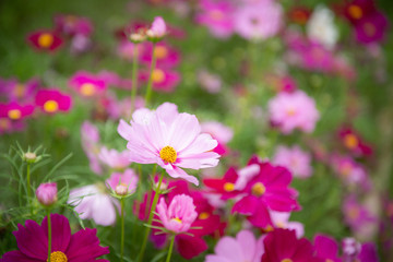Obraz na płótnie Canvas beautiful flowers in garden for background