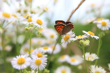 ヒメジョオンとベニシジミ