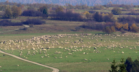 Liczne stado owiec na zielonym pastwisku w polskich górach - obrazy, fototapety, plakaty