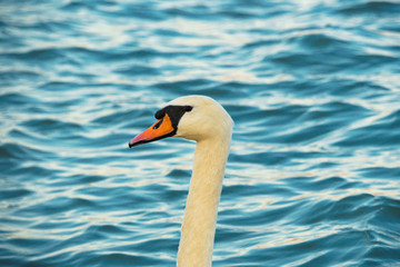 Swan on Danube close take