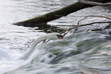 Höckerschwan an Stromschnelle