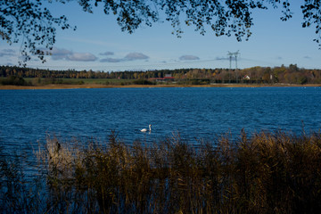 Rural landscape with forrest, sea, reeds and swans a late autumn at Mälaröarna, Stockholm