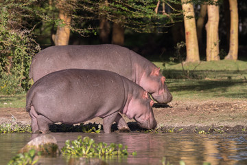 hippos on the bank