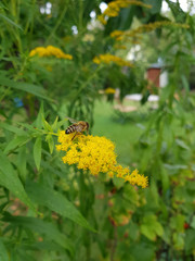 Biene auf gelben Blüten der Goldrute