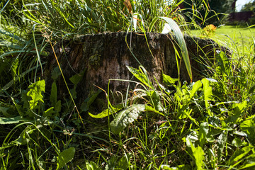 Obraz premium Old stump overgrown with green grass is close