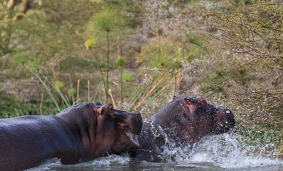 hippos on the bank