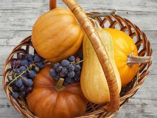 pumpkin harvest