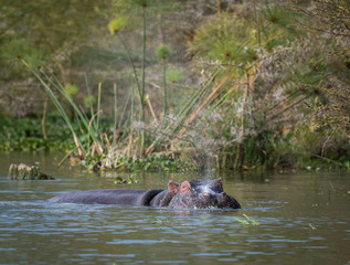 Fototapeta premium hippos in the river