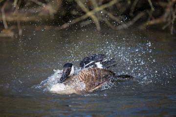 Kanadagans beim baden