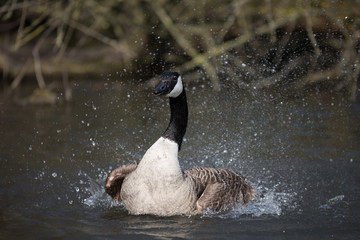 Kanadagans beim baden