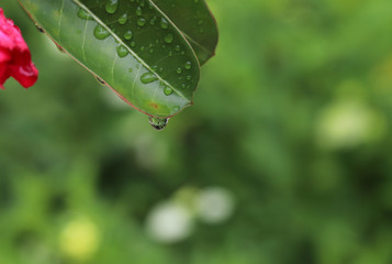 Closeup of a clear water droplet at green leaf after raining.