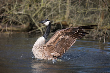 Kanadagans beim baden