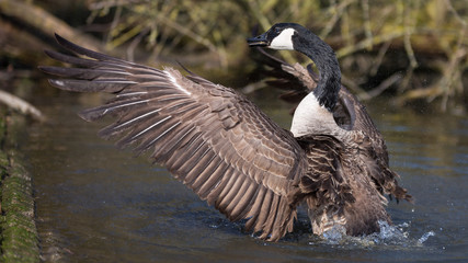Kanadagans beim baden