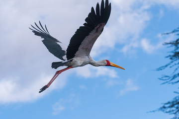 flying yellow-billed stork